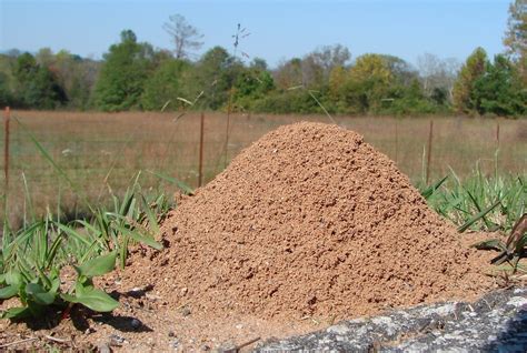 what does a fire ant nest look like